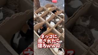 ネッコの動画で癒されたら寝ろｗｗｗ　#2ch  #動物  #猫 #癒やし #ねこ動画　#おもしろ