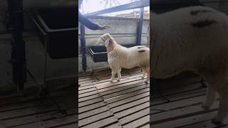 Bannur Sheep for sale #9972270994 price 28k | Nature's Farm #bannur