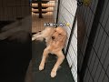 ママが帰宅するも塩対応なゴールデンレトリバー　 ゴールデンレトリバー goldenretriever 犬 dog