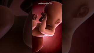 #pregnancy baby development