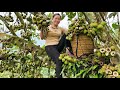 FULL VIDEO: 135 Days Harvesting Fruits & Agricultural products to sell in the market - Daily life