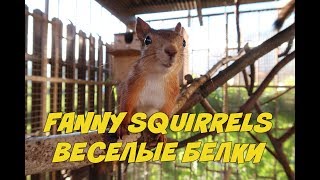 Веселые бельчата - самые забавные животные! Белка в доме !