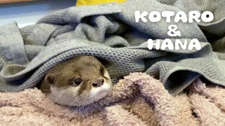 カワウソコタローとハナ 布団かぶるとすぐ寝ちゃう２人　Otter Wrapped in a Blanket and Fall Asleep Immediately