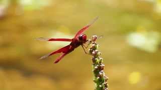 Camacinia gigantea male (24Sep2014e)