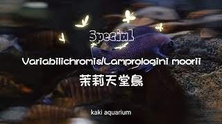 「Kaki Aquarium」缸湖從慈多事---🧐會變色的茉莉天堂鳥🐠Variabilichromis/Lamprologini moorii  #三湖慈鯛  #laketanganyika