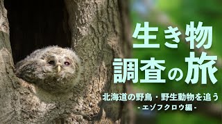 エゾフクロウ編【北海道の野鳥 野生動物を追う旅】2023.5 Uralowl   Japan Hokkaido Wildlife Birds