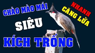 CHÀO MÀO MÁI KÍCH TRỐNG CĂNG LỬA  - CÁCH KÍCH LỬA CHÀO MÀO SỔ BỌNG HÓT CHÉ #chàomàohót