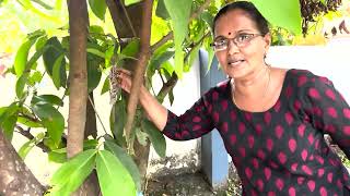 ആപ്പിൾ ചാമ്പ /Thailand ചാമ്പ   ഒന്നു  കണ്ടാലോ ?!! Bell chamba fruit tree around small space