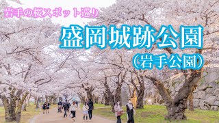 【岩手の桜巡り】盛岡市・盛岡城跡公園（岩手公園）の桜 (4K UHD)