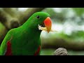 the most beautiful birds in the world adventure into the natural world relaxing animals 4k