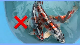 How to select koi fry