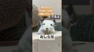 くまちゃんエンディングにちょこっと出るんだって〜🤍 #チンチラ #chinchilla #王様のブランチ #ペットのいる暮らし #shorts