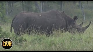 safariLIVE - Sunset Safari - January 9, 2019