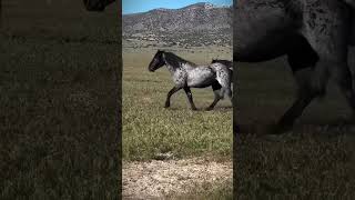 TA MAŚĆ 😍 To Blue Roan? 💗 ( nwm czy dobrze napisalam ) 🎀🌟💗 #fypシ゚viral #horsing #fans