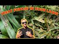 HOW TO TREAT FUNGUS IN YOUR LAWN!! **SUMMERTIME FUNGUS** (ST.AUGUSTINE GRASS, WARM SEASON TURF)