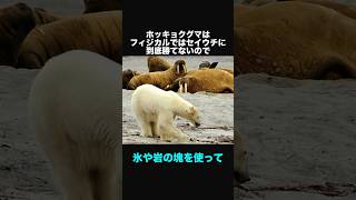 ホッキョクグマに関する面白い豆知識②