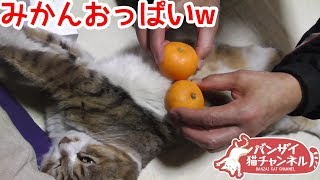 猫にみかんを乗っけてセクハラと訴えられる。