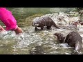 river creatures awaken otter s wild blood otter life day 844