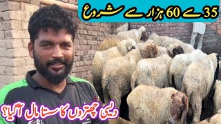 Desi chatre | kajla Chatre | low rate qurbani ka mall 2023