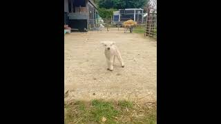 Baby Lamb's Bouncy Adventure! 🐑❤️ Finding Mama Sheep in the Meadow #cutefarmanimal #animals #cute