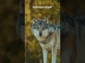 bozkurt ve rahatlatıcı müzik. ruhunuza iyi gelir. wolf animals kurt wildlife doğa wolfdog