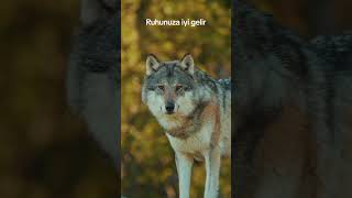 Bozkurt ve rahatlatıcı müzik. Ruhunuza iyi gelir. #wolf #animals #kurt #wildlife #doğa #wolfdog