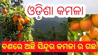 Fruit Tree Odisha//ଓଡ଼ିଶାରେ ଅଛି ବହୁତ ସାରା ଫଳର ଗଛ//UditBlog1245