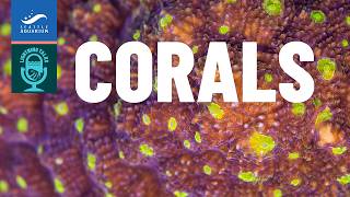 Lightning Talks: Corals