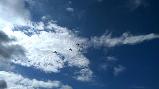 WWII plane formation flying demonstration TAVAS Airshow 2018