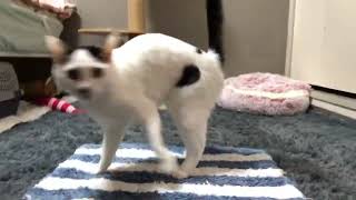 今日のNG🐱🐱(^o^)【みんながクリップしてくれた動画😊】