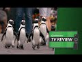 Penguin Town: TV Review