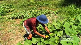 Kamokamo - The New Zealand Marrow, Ruatoki