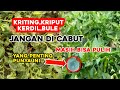 Cara memulihkan daun cabe kriting kriput Ternyata gak ribet cukup bahan ini