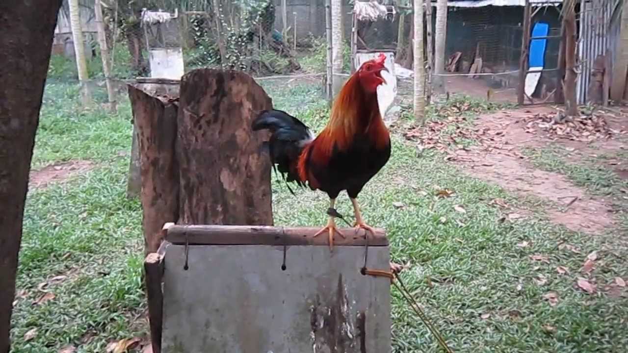 Rooster Crowing Cock-A-Doodle-Doo - Think Again - YouTube