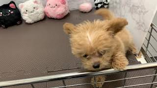 ペットショップ犬の家＊京都精華店　チワプー