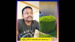 గార్డెన్స్ నీట్ గా ఉంచితే ఎలా ఉంటాయి ?  #viralvideoシ #lifestyle #reaction #gardening