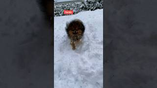 My dog reacts to snow #shorts