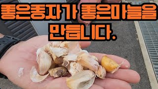 [마늘명가 TV]2024.09.14. 마늘명가 쪽분리 시즌오프!!이제 마늘종자 더이상 이런건 살아남기 어렵습니다.#서산마늘 #마늘파종#살균살충#