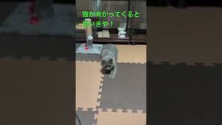 猫が向かってくると思いきや！ブリティッシュショートヘアあんず。#cat #catvideos  #ねこ  #shorts