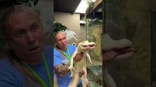 Holding Albino Alligator While It Eats 🐊 👀