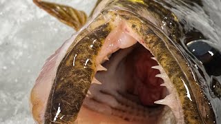 Big walleye (pickerel) during our epic Canada ice fishing trip