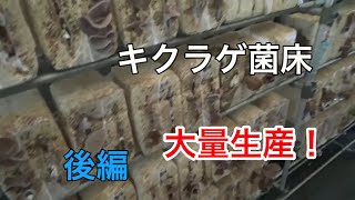 【今回のやること】キクラゲ菌床をつくる【後編】