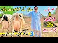 Top Class Cholistani Friesian Cross Cows | Khangher Cow | Pk Janwar Mandi | 10 October 2024