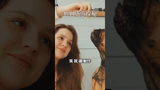 寵物篇：狗狗為什麼喜歡在你面前打滾？ 按讚❤️分享，寵物就會跟你更加親密噢！