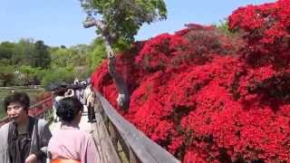 京都府　長岡天満宮　キリシマツツジ