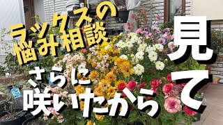 ラックスがさらに咲いたよ！アリアドネも紹介！【ラナンキュラスラックス】【園芸】【gardening】