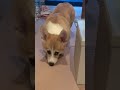 しつこい飼い主にキレる犬🐶【コーギー犬のはる】 shorts コーギー corgi いぬ