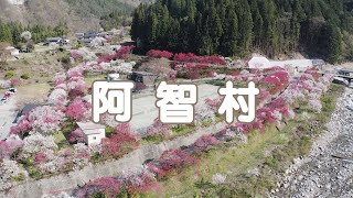 【Drone】長野 阿智村 （満開）/ Aerial Drone Shots of Achi village a.k.a Hanamomo no Sato【Japan】