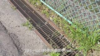 羽村－山口軽便鉄道 の跡地探訪