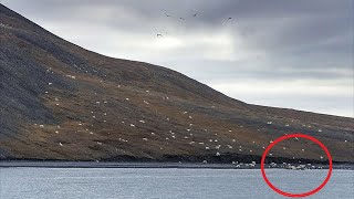 Tourists thought they saw sheep, but you can't imagine who IT was!